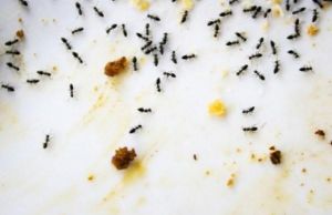 Cum sa tii furnicile departe de mancarea pentru animale