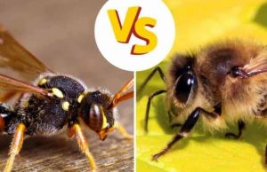 Cum sa actionezi daca ai fost intepat de albina sau de viespe