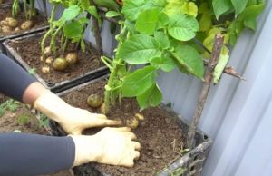 Cum sa cultivi cartofii in...lazi de plastic!