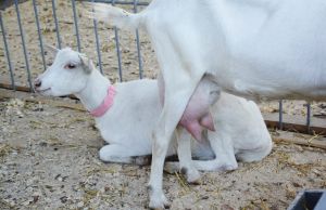 Cum sa tratezi mastita la capre