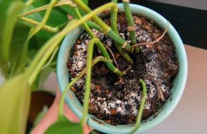 8 greseli care pot ucide plantele de interior